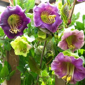 تصویر بذر گل پیچک ناقوس ارغوانی cobea scandens