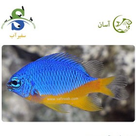 تصویر ماهی دامسل متالیک شکم زرد 