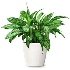 تصویر گل آپارتمانی آگلونما 