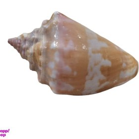 تصویر صدف تزیینی مدل Zm کد 1050 