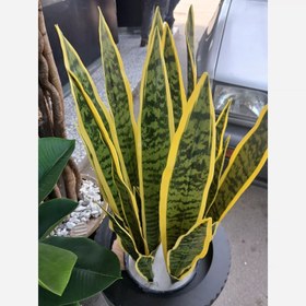 تصویر گل مصنوعی سانسوریا 