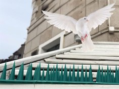 تصویر کبوتر پران پرنده پران فلزی 50cm سلامت سم 