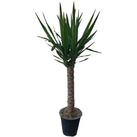 تصویر گیاه یوکا 