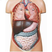 تصویر آناتومی بدن 