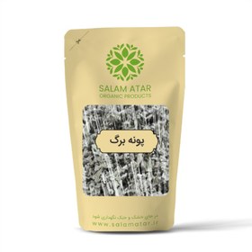 تصویر پونه برگ اعلا 