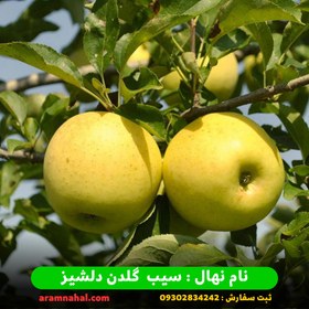 تصویر نهال سیب گلدن دلیشز لبنان 