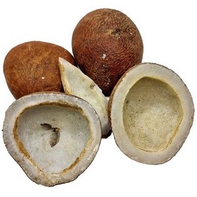 تصویر نارگیل کاسه ای کد 130 
