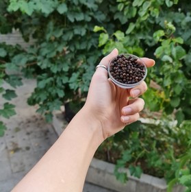 تصویر فلفل سیاه - دانه 