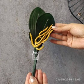 تصویر برگ و ریشه ارکیده 16106 