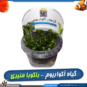 تصویر گیاه آکواریومی باکوپا منیری کد ۶۴۳ 
