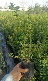 تصویر گیاه ترون همیشه سبز جهت ایجاد حصار و پرچین - سبز Ligustrum vulgare