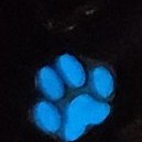 تصویر انگشتر شب تاب 