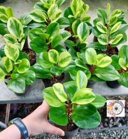 تصویر پک ۲۰ عددی قاشقی ابلق 