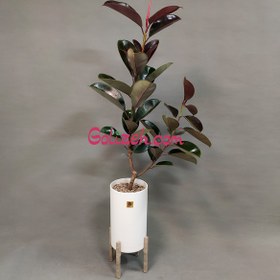 تصویر فیکوس الاستیکا بلک 