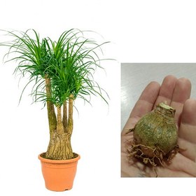 تصویر پیاز گل لیندا 