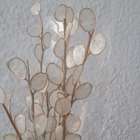 تصویر 20 شاخه گل خشک لوناریا یا پولکی یا سکه ای یا علف ماه 