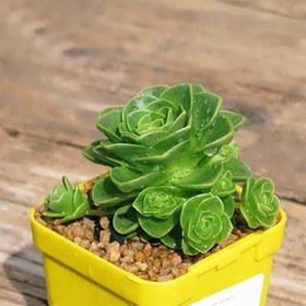 تصویر بذر ساکولنت گل رز 