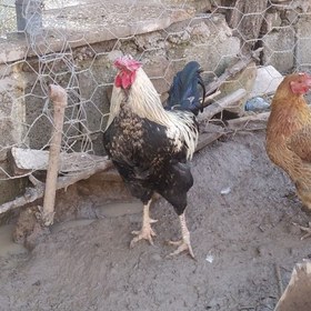 تصویر خروس و مرغ محلی ارگانیک 