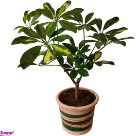 تصویر گیاه طبیعی شفلرا کد pg_18 