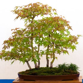 تصویر بذر افرا سبز ژاپنی 