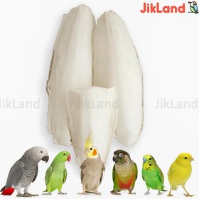 تصویر کف دریا پرنده 