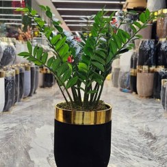 تصویر درختچه زاموفیلیا مصنوعی 