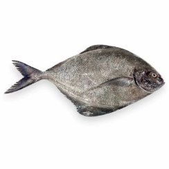 تصویر ماهی حلوا سیاه 