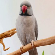 تصویر طوطی ملنگو خاکستری 