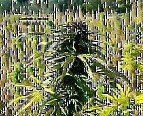 تصویر بذر شاهدانه (10 عددی) Cannabis sativa 