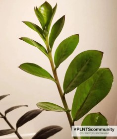 تصویر گیاه زاموفیلیا سطل ۴ 