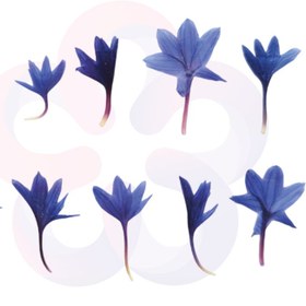 تصویر گل خشک گندم 