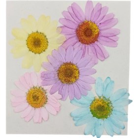 تصویر گل خشک بابونه 5 عددی رنگی 
