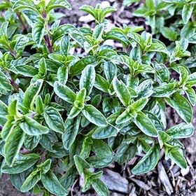 تصویر یارپوز «پونه کوهی اصل ترکی» 