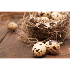 تصویر تخم بلدرچین ۱ کیلوگرم 