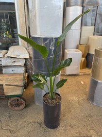 تصویر نخل نیکولای ۱.۲۰ متری 