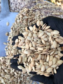 تصویر تخمه کدو سفید 