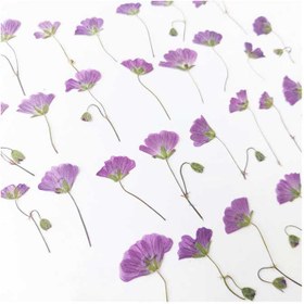 تصویر گل خشک انگور تخت 