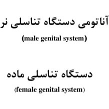 تصویر آناتومی دستگاه تناسلی نر و ماده در دام ها - کامل دو جزوه 