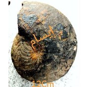 تصویر بزرگترین فسیل گونیاتیت دونین ایسام 