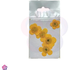 تصویر گل خشک آلاله 