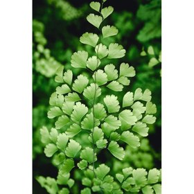 تصویر پرسیاوشان 