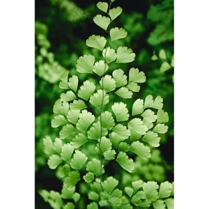 تصویر فروشگاه بلوویتال