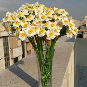 تصویر شاخه گل نرگس ریتا 