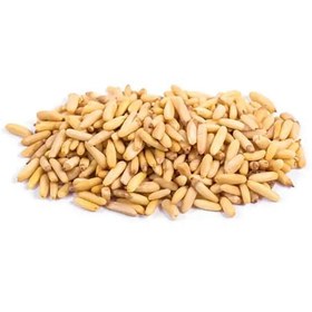 تصویر چلغوز بدون پوست 