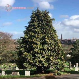 تصویر بذر سرو لاوسون 