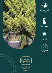 تصویر کاج دم روباهی - گـلـفـروشی آنـلایـن روحـیـه 