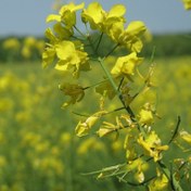 تصویر بذر کلزا (10 عددی) Brassica napus 