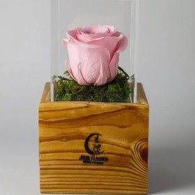 تصویر گل رز جاودان مدل (ناز) 