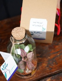 تصویر تراریوم آمازون | کد: ZNB-EO9 