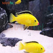 تصویر ماهی ماکرو لب ماتیکی زرد 5 تا 6 سانتی متر 